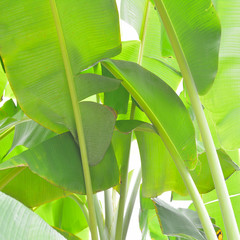 banana tree background