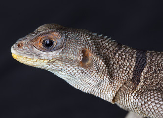 Iguana malgache
