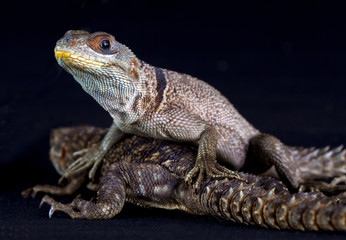 Couple of iguana malgache