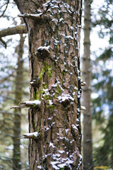 Fresh winter snow caught on the rough bark of a pine tree in forest or woodland in a weather and seasons concept