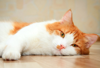 Fototapeta na wymiar cute red and white cat lying on the floor
