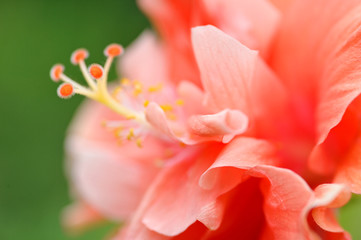 Fototapeta na wymiar orange Hibiscus