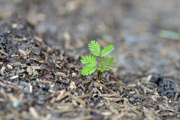 sapling