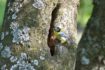 blue tit on branch in spring (parus caeruleus)