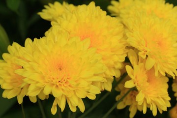Obraz premium chrysanthemum