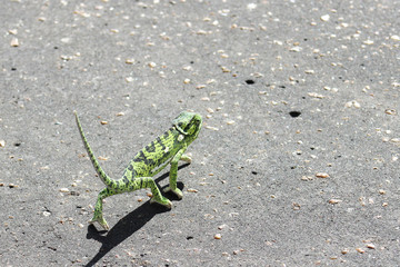 Flap Neck Chameleon (Chamaeleo dilepis)