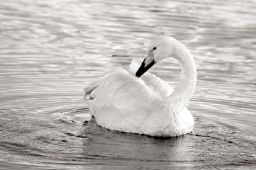Swan