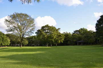 Lawn