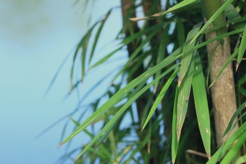 bamboo leaves