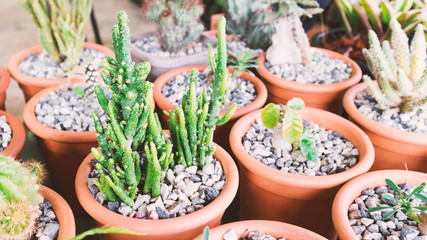 Green cactus in pat with light of sun at afternoon, vintage tone