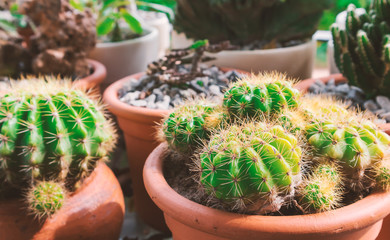 Green cactus in pat with light of sun at afternoon, vintage tone