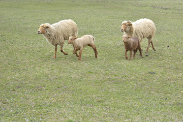 Naklejka premium little lambs on green meadow