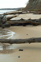 Fallen trees on the beach.