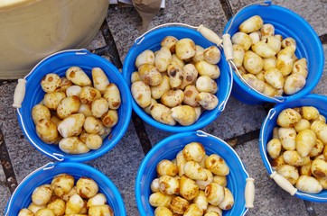 朝市の新鮮な里芋
