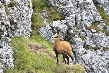 Obraz premium chamois (Rupicapra Carpatica) who goes on a mountain