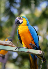 Beautiful macaw parrot