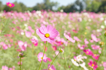 Cosmos flowers blooming in the garden, pink cosmos flowers