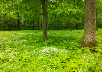 Spring park.