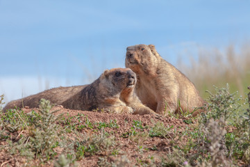 cute furry marmots