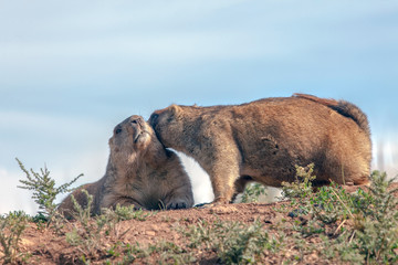 cute furry marmots