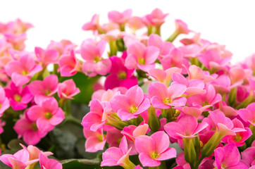 Kalanchoe blossfeldiana
