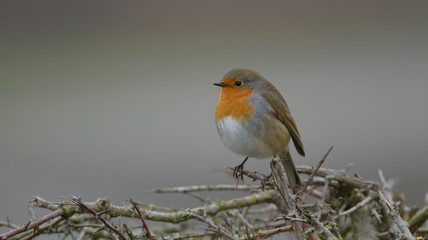 robin