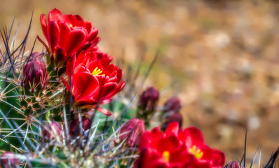 Obraz premium Prickly Pear flowers in the spring