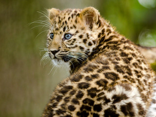 Fototapeta na wymiar Amur Leopard Cub