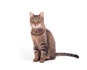 Brown tabby cat sitting and looking to the left of the viewer attentively, on white