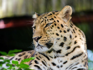 Amur Leopard