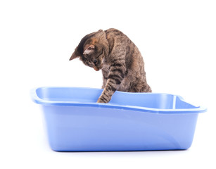 Brown tabby cat playing with her litter box, on white