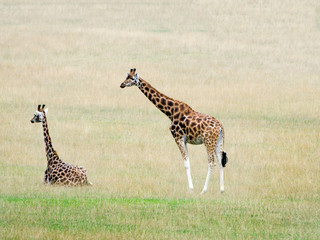Rothschild Giraffe