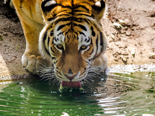 An Amur Tiger