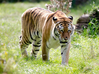 Fototapeta na wymiar An Amur Tiger