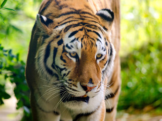 An Amur Tiger