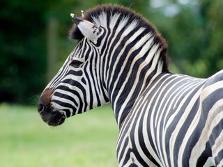 Fototapeta na wymiar Grevy's Zebra