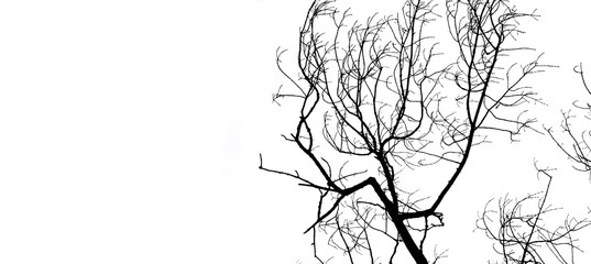 Abstract bare tree branches. Space for text. Place for text.