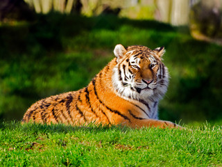 Amur Tiger