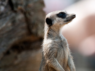 Meerkat