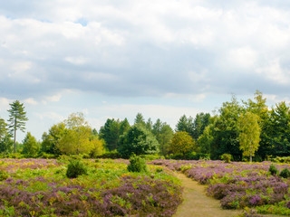 Fototapeta premium Bratley Heather