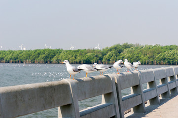 Seagull in mangrove forest