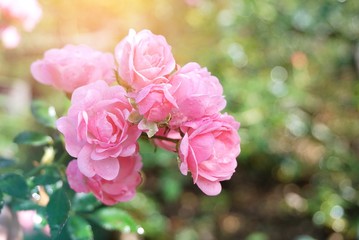 Obraz premium beautiful pink rose flower in a garden 