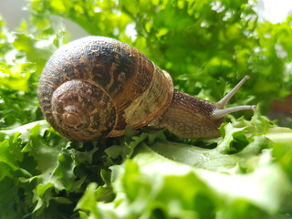 Snail eating and crawling on lettuce leaves © cjsolanop