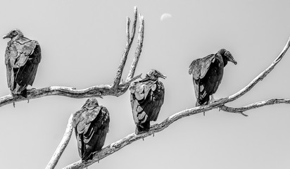 Waiting for death:  Arizona Black Vultures perch  atop a dead tree 