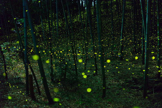 Luciola parvula