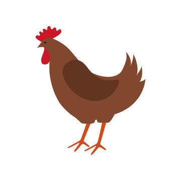 chicken farm isolated icon vector illustration design