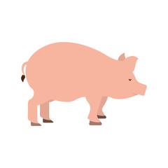 pig farm animal isolated icon vector illustration design