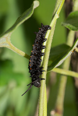 Caterpillar of a Pipevine Swallowtail on its host plant, Dutchman's Pipe vine