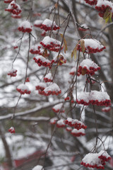 rowan on the white background