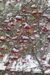 rowan on the white background